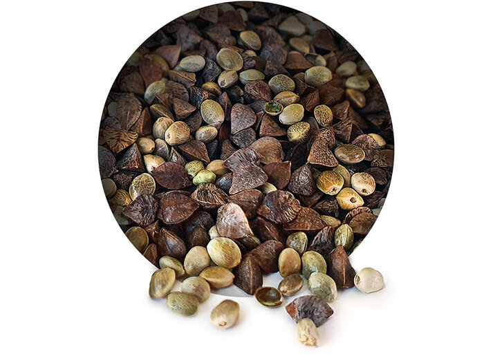 Hanf Buchweizen Partikel Mix