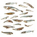 Köderfische Futterfisch / Stücke - Vakuumverpackt | 8-27CM | 4-15ST