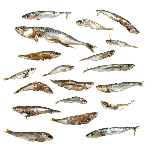 K&ouml;derfische Futterfisch / St&uuml;cke - Vakuumverpackt | 8-27CM | 2-15ST
