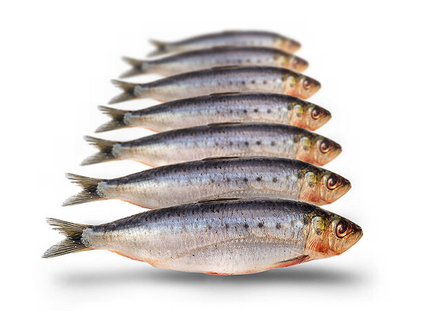 K&ouml;derfische Sardinen Klein - Vakuumverpackt | 12-18CM | 5-7ST