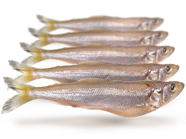 K&ouml;derfische Stint XL - Vakuumverpackt | 16-22CM | 5-6ST