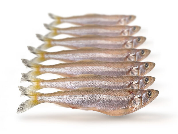K&ouml;derfische Stint Gro&szlig; - Vakuumverpackt | 12-20CM | 5-10ST