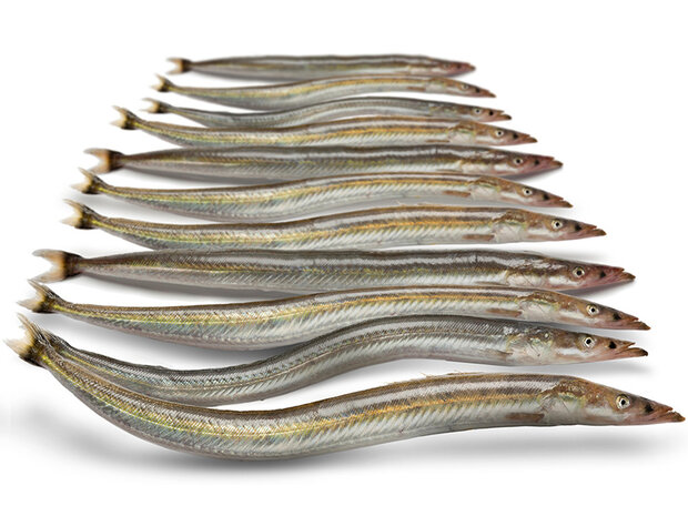 K&ouml;derfische Sandaal - Vakuumverpackt | 15-20CM | 6-10ST