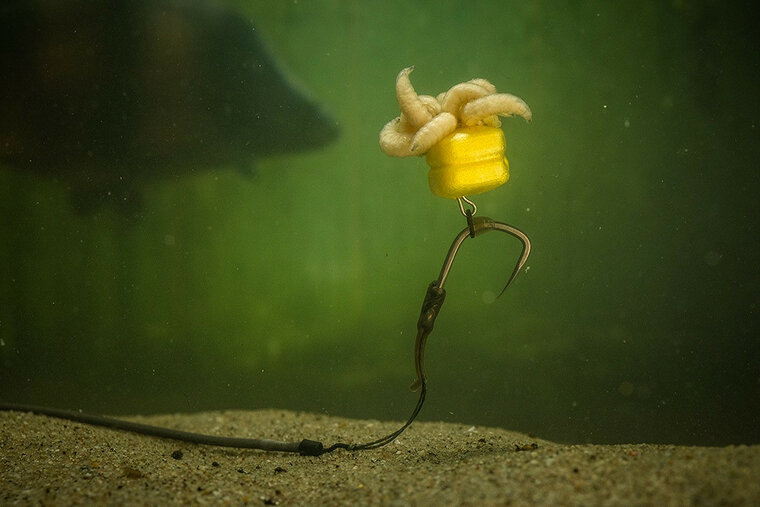 Corn Maggot Clip Pole Position 