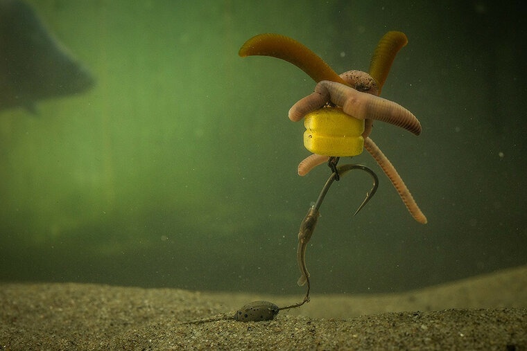 Corn Maggot Clip Pole Position 