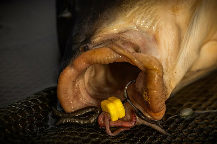 Corn Maggot Clip Pole Position 