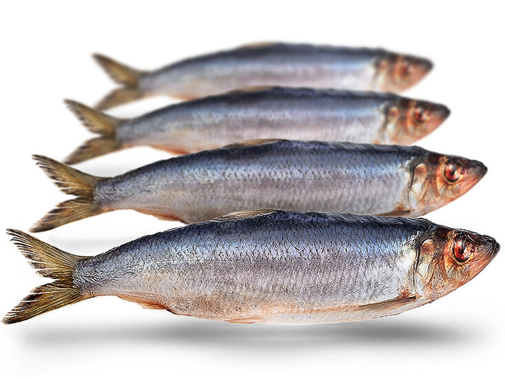 K&ouml;derfische Hering Gro&szlig; - Vakuumverpackt | 21-26CM | 2-4ST