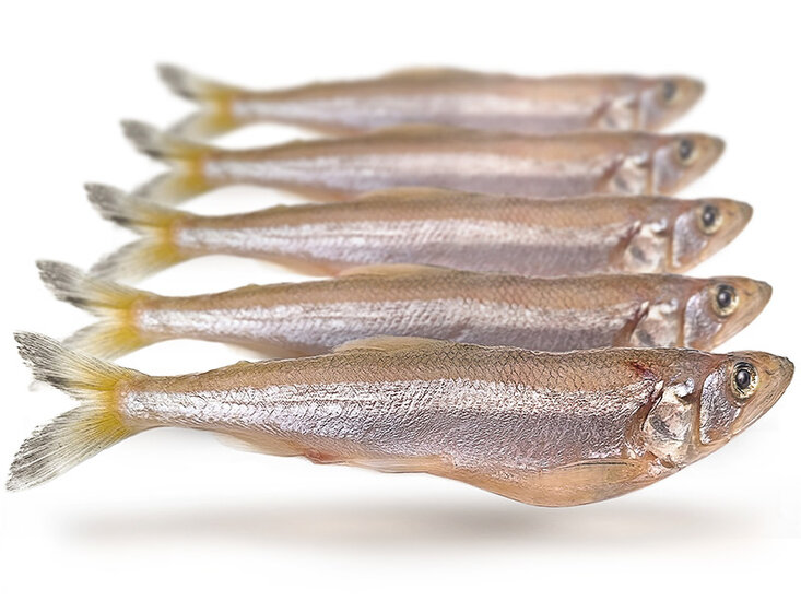 K&ouml;derfische Stint XL - Vakuumverpackt | 16-22CM | 5-6ST