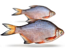 Kolblei/Brasem groot 