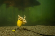 Corn Maggot Clip Pole Position 