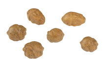 Tigernuts Fox