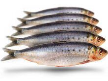 K&ouml;derfische Sardinen Gro&szlig; - Vakuumverpackt | 15-23CM | 4-8ST