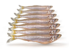 K&ouml;derfische Stint Gro&szlig; - Vakuumverpackt | 12-20CM | 5-10ST