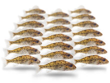 K&ouml;derfische Kaulbarsch Klein - Vakuumverpackt | 5-15CM | 5-7ST