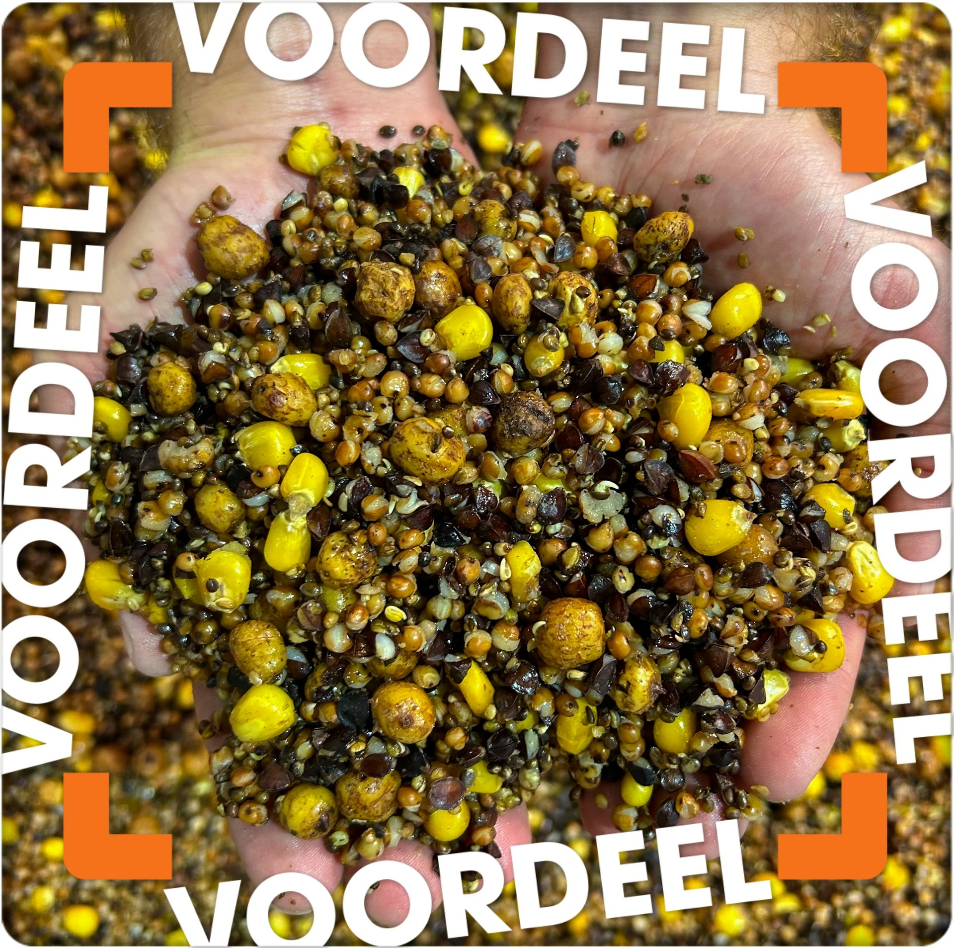 Partikel Koch Deal Angelfertig Konserviert 100KG