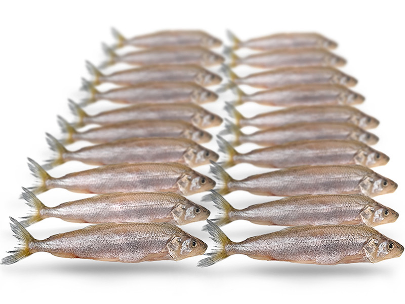 K&ouml;derfische Stint Klein - Vakuumverpackt | 7-10CM | 20-25ST