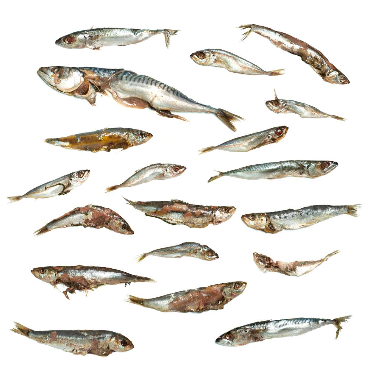 K&ouml;derfische Futterfisch / St&uuml;cke - Vakuumverpackt | 8-27CM | 2-15ST