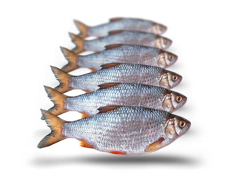 K&ouml;derfische Rotauge Mittelgro&szlig; - Vakuumverpackt | 14-21CM | 4-6ST