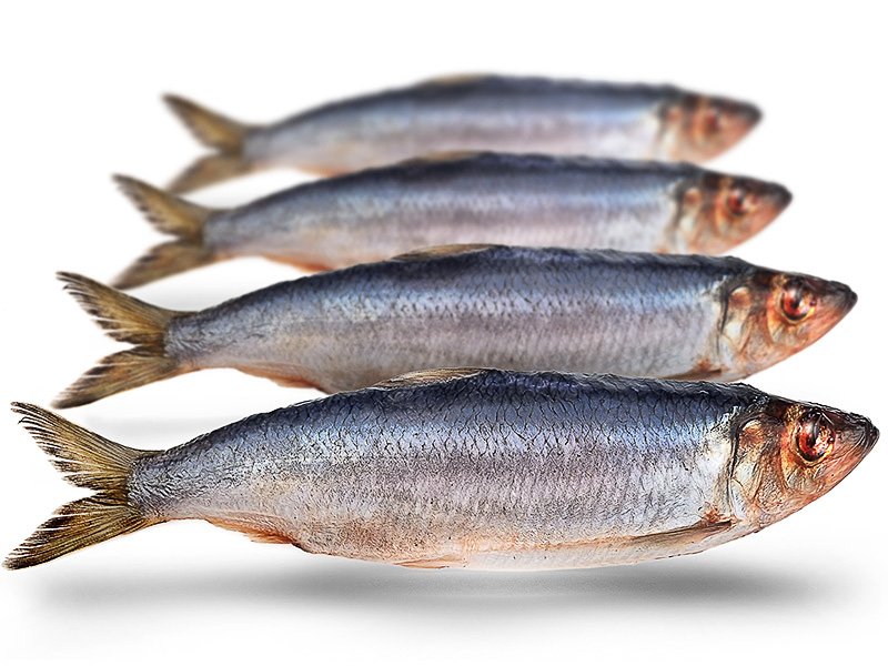 K&ouml;derfische Hering Gro&szlig; - Vakuumverpackt | 21-26CM | 2-4ST
