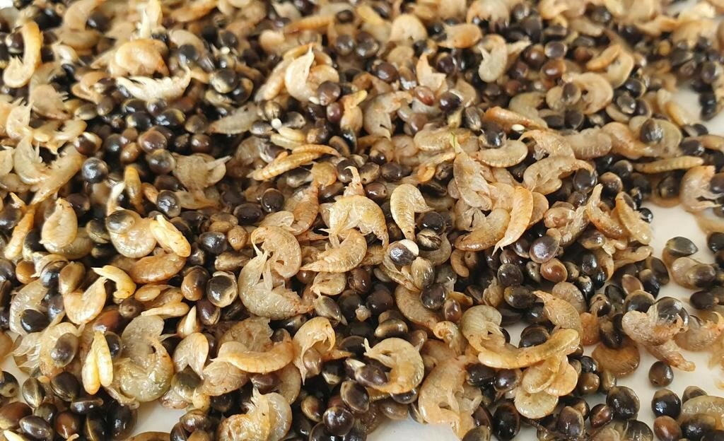 Partikel und natürliches Köder