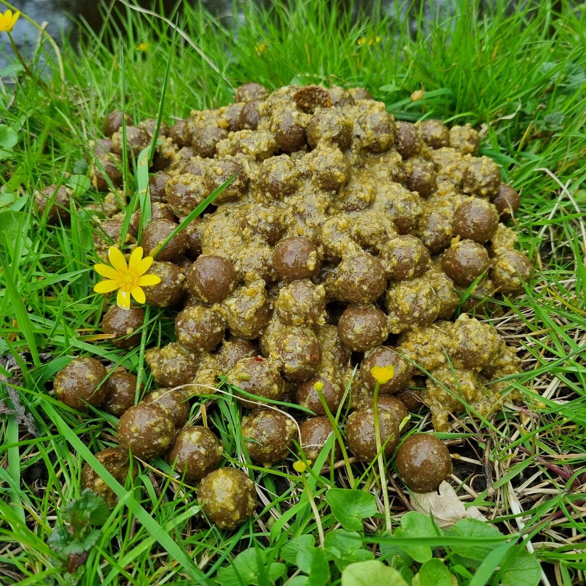 Welche Boilies im Winter?