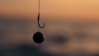 Karpfenangeln mit Boilies - Tipps für Anfänger