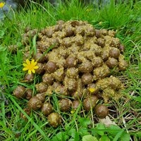 Welche Boilies im Winter?