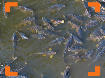 Gut Futter für deinen Futterplatz!