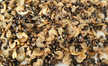 Partikel und natürliches Köder