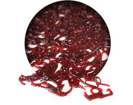 Bloodworm Frisch Bloodworm Frisch