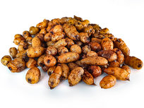 XXL TigernĂĽsse Angelfertig 12-35mm 10KG XXL TigernĂĽsse Angelfertig 12-35mm 10KG