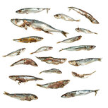 Köderfische Futterfisch / Stücke - Vakuumverpackt | 8-27CM | 4-15ST